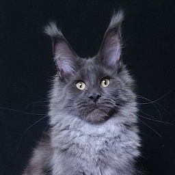 Queen Ari  Akbars