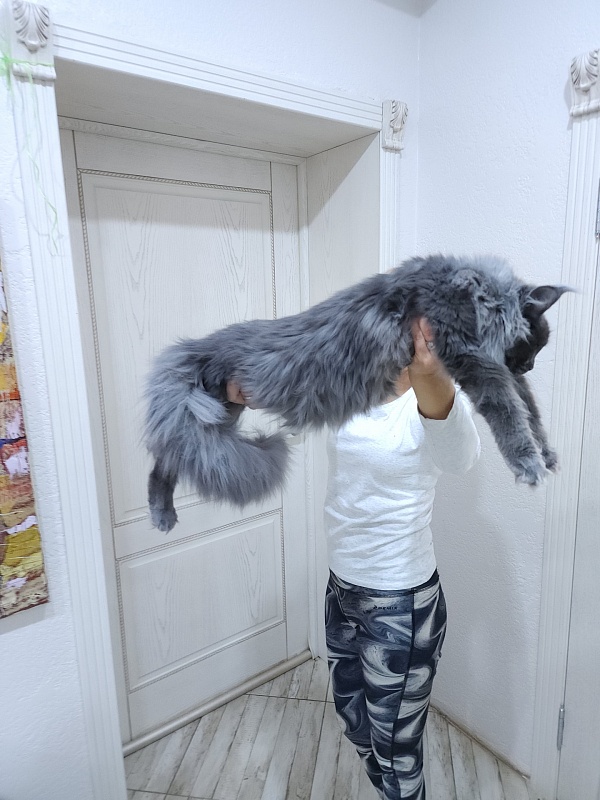 Queen Sun Akbars - Kitten maine-coon 6 months 3.5 weeks