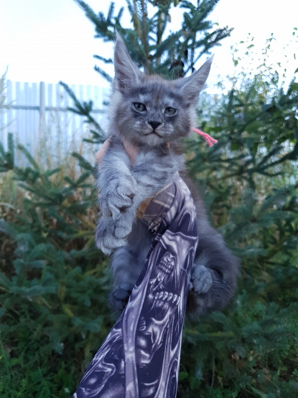 Queen Sky Akbars - Котенок мейн-кун 2 месяца 1,5 неделя