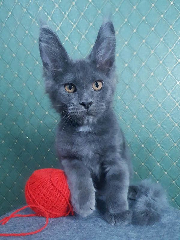 Queen Flower Akbars - Котенок мейн-кун 3 месяца 0,5 недель