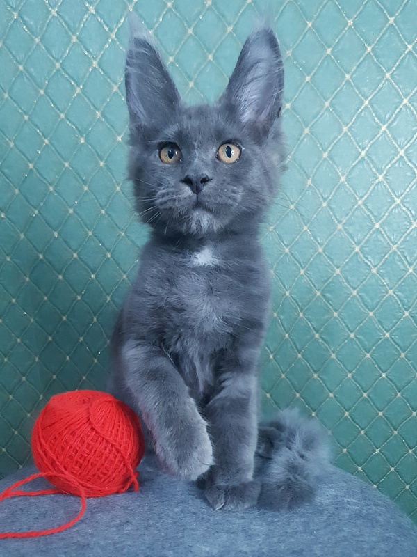 Queen Flower Akbars - Котенок мейн-кун 3 месяца 0,5 недель