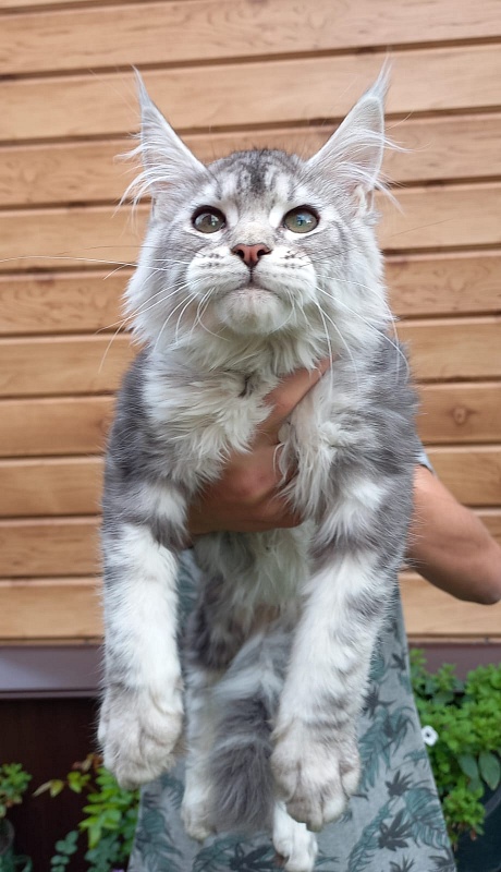Kamal Akbars - Kitten maine-coon 3 months 2.5 weeks
