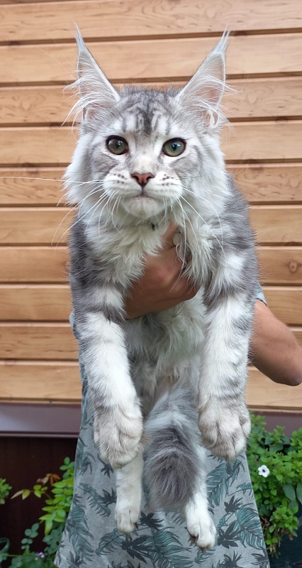 Kamal Akbars - Kitten maine-coon 3 months 2.5 weeks