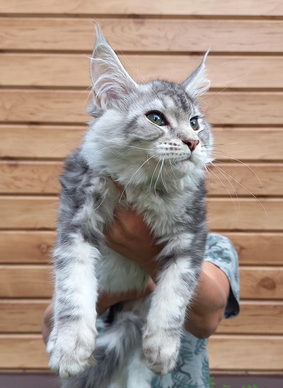 Kamal Akbars - Kitten maine-coon 3 months 2.5 weeks