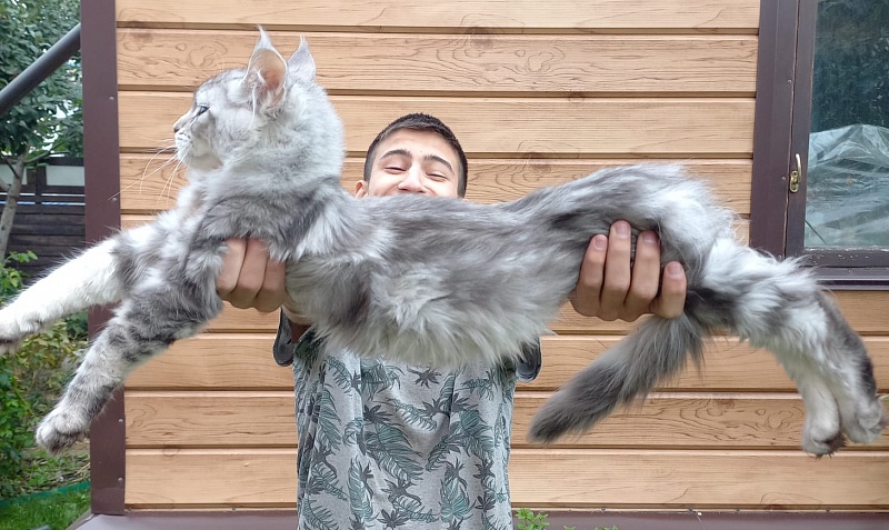 Kamal Akbars - Kitten maine-coon 3 months 2.5 weeks