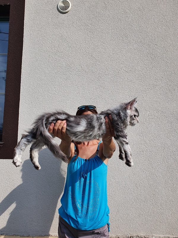 Kamal Akbars - Kitten maine-coon 3 months 0.5 weeks