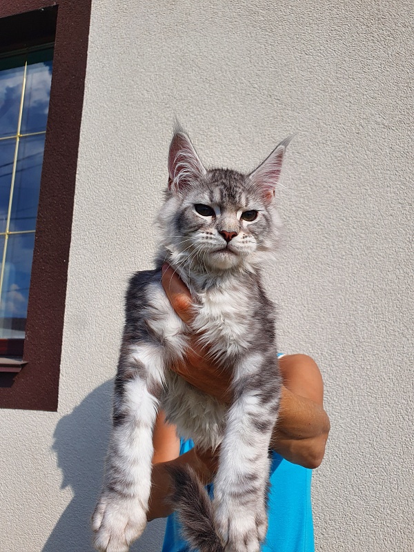 Kamal Akbars - Kitten maine-coon 3 months 0.5 weeks