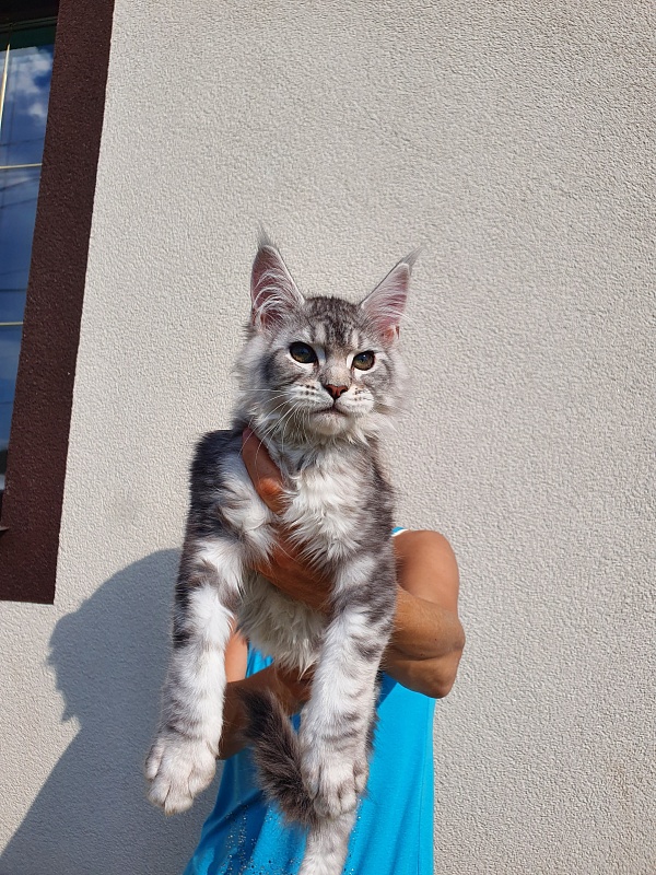 Kamal Akbars - Kitten maine-coon 3 months 0.5 weeks