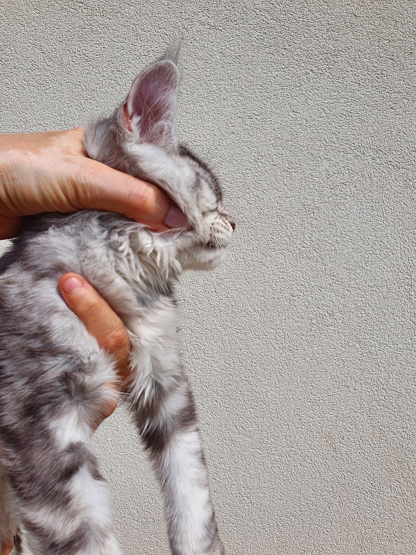 Kamal Akbars - Kitten maine-coon 3 months 0.5 weeks