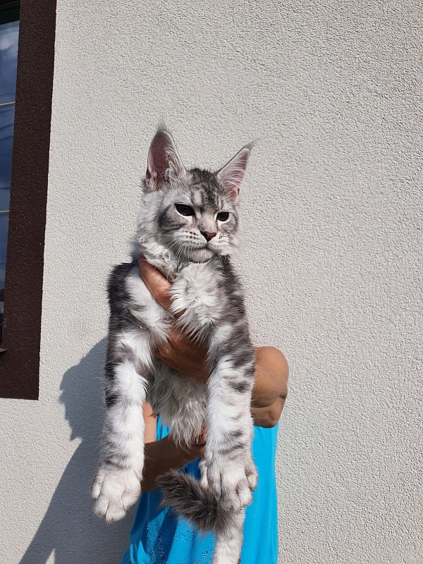 Kamal Akbars - Kitten maine-coon 3 months 0.5 weeks