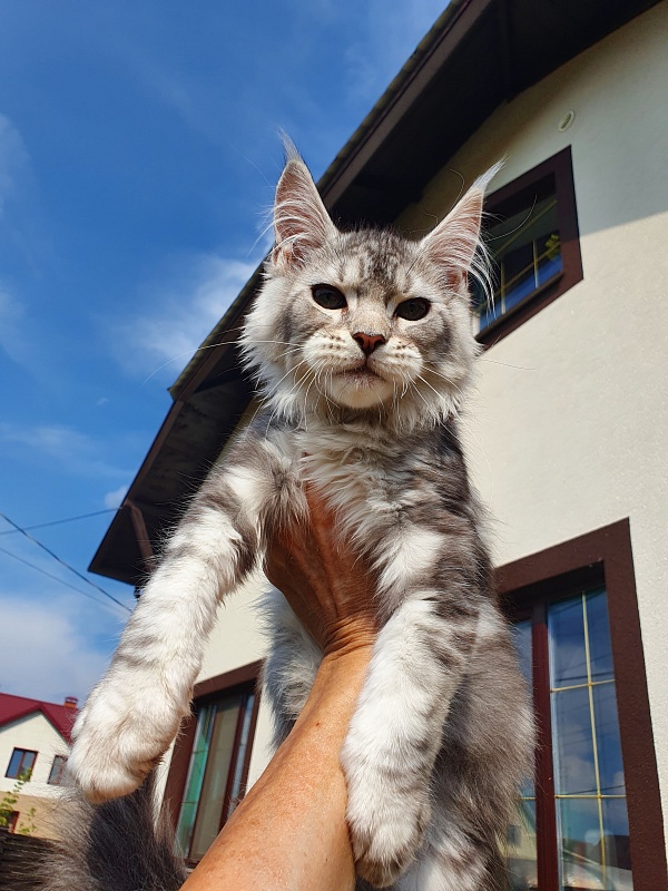 Kamal Akbars - Kitten maine-coon 3 months 0.5 weeks