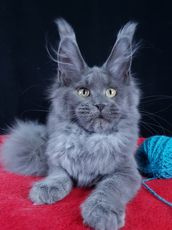 Wilda Akbars - Kitten maine-coon 4 months 1.5 week
