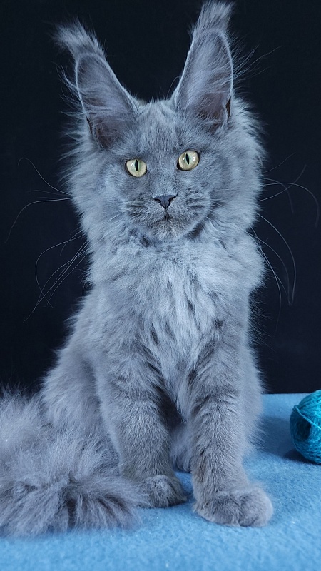 Wilda Akbars - Kitten maine-coon 4 months 3 weeks