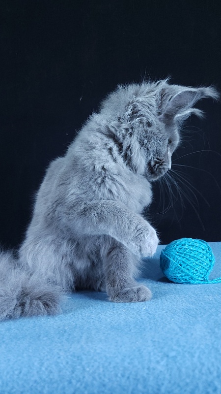 Wilda Akbars - Kitten maine-coon 4 months 3 weeks