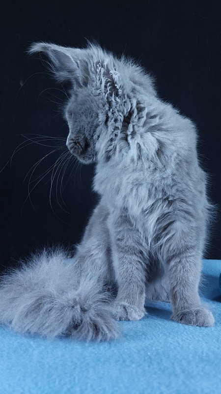 Wilda Akbars - Kitten maine-coon 4 months 3 weeks