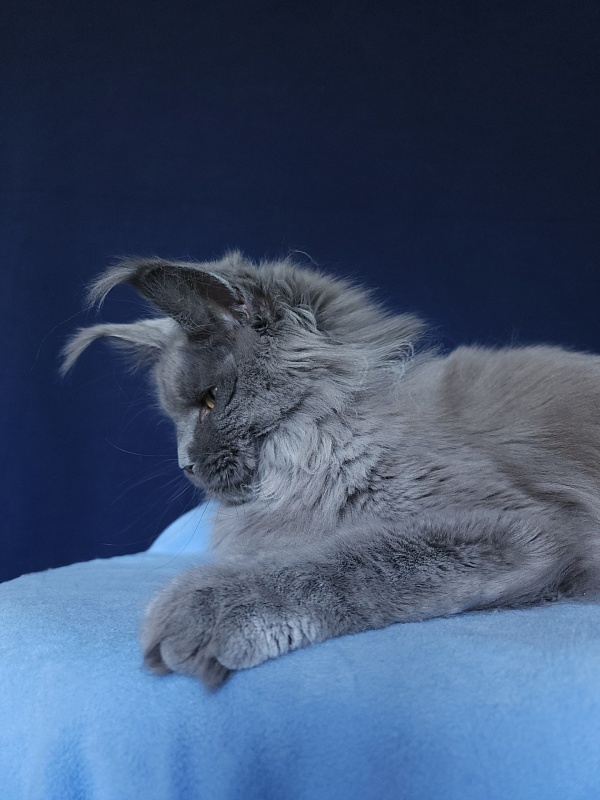 Wilda Akbars - Adult maine-coon 10 months 2.5 weeks