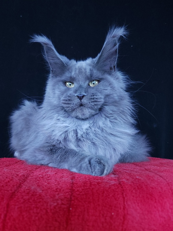 Wilda Akbars - Junior maine-coon 7 months 2.5 weeks