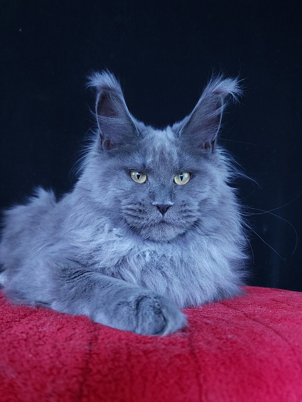 Wilda Akbars - Junior maine-coon 7 months 2.5 weeks