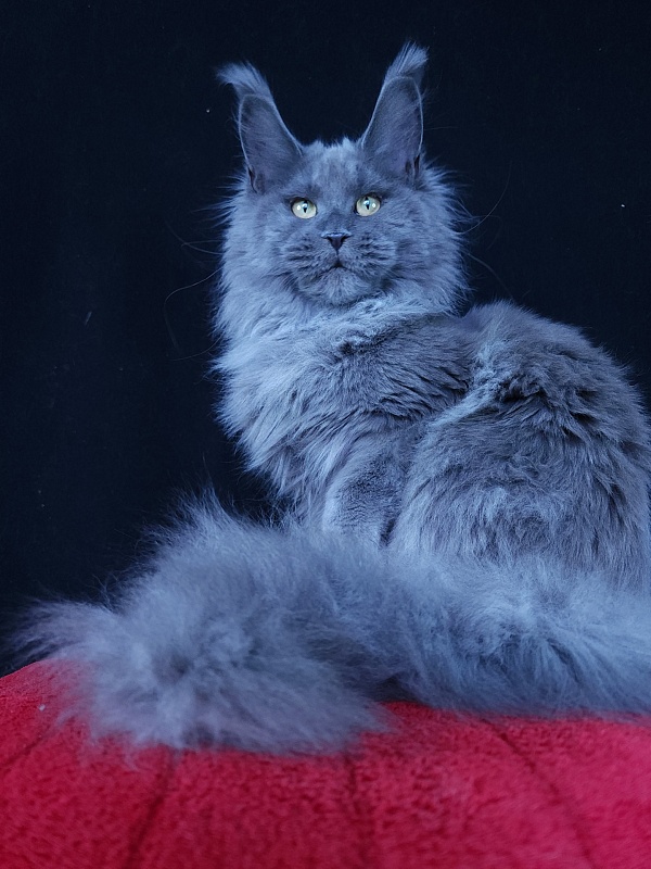 Wilda Akbars - Junior maine-coon 7 months 2.5 weeks