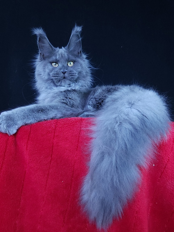 Wilda Akbars - Junior maine-coon 7 months 2.5 weeks