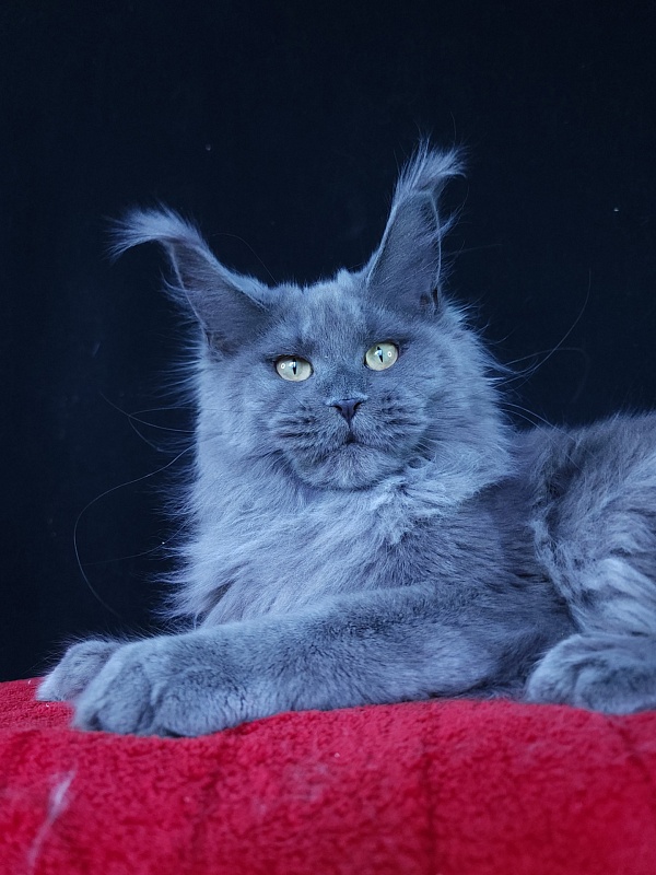 Wilda Akbars - Junior maine-coon 7 months 2.5 weeks