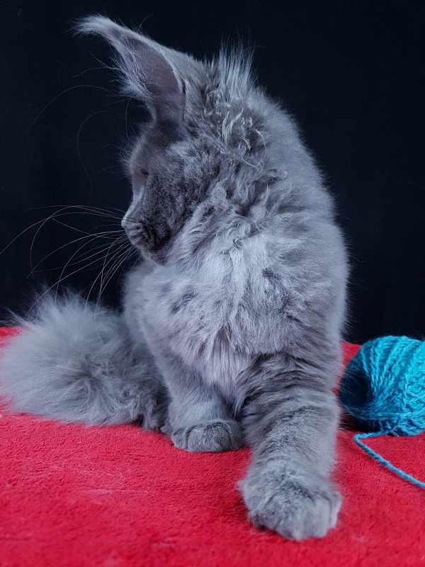 Wilda Akbars - Kitten maine-coon 4 months 1.5 week