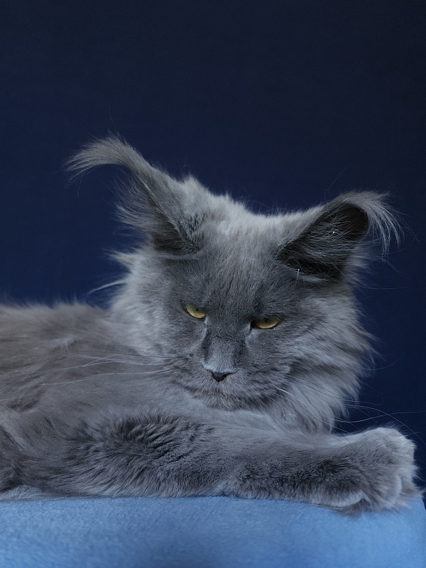 Wilda Akbars - Adult maine-coon 10 months 2.5 weeks