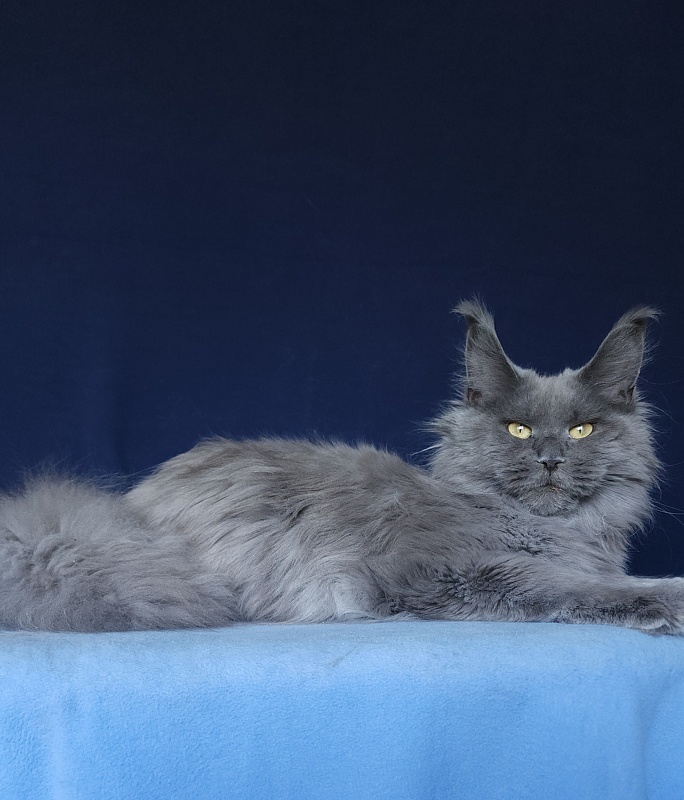 Wilda Akbars - Adult maine-coon 10 months 2.5 weeks