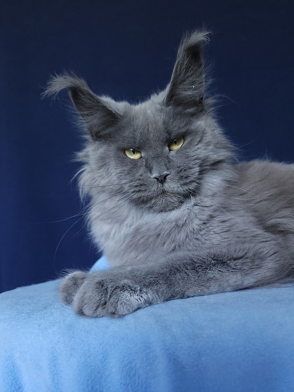 Wilda Akbars - Adult maine-coon 10 months 2.5 weeks