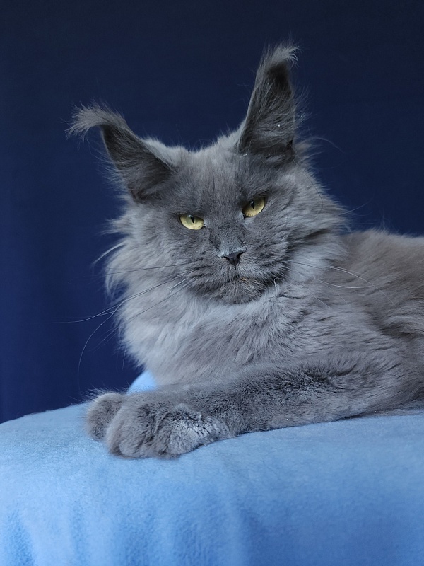 Wilda Akbars - Adult maine-coon 10 months 2.5 weeks