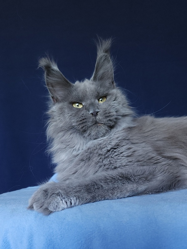 Wilda Akbars - Adult maine-coon 10 months 2.5 weeks