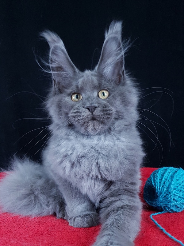 Wilda Akbars - Kitten maine-coon 4 months 1.5 week