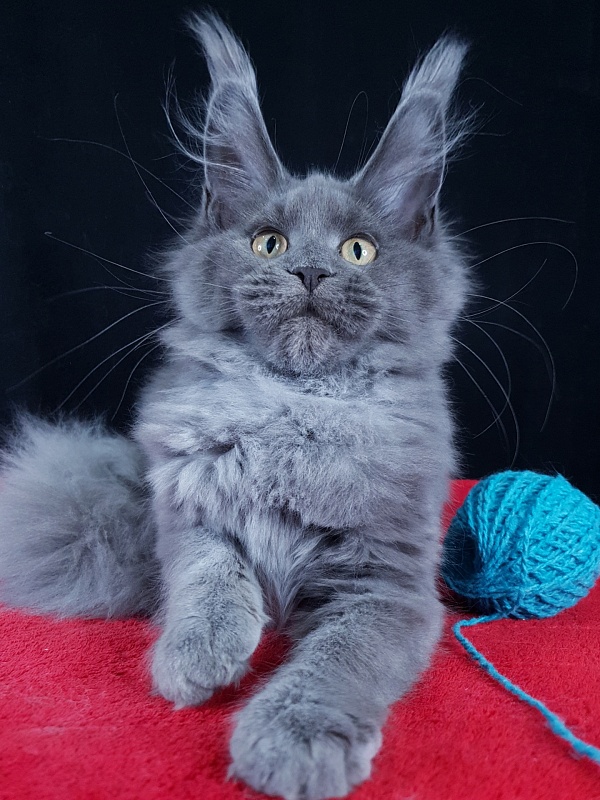 Wilda Akbars - Kitten maine-coon 4 months 1.5 week
