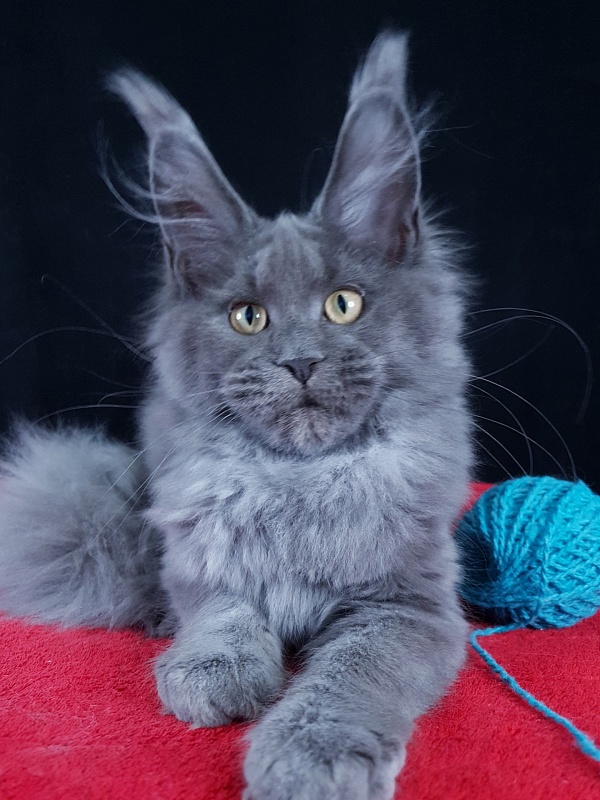 Wilda Akbars - Kitten maine-coon 4 months 1.5 week