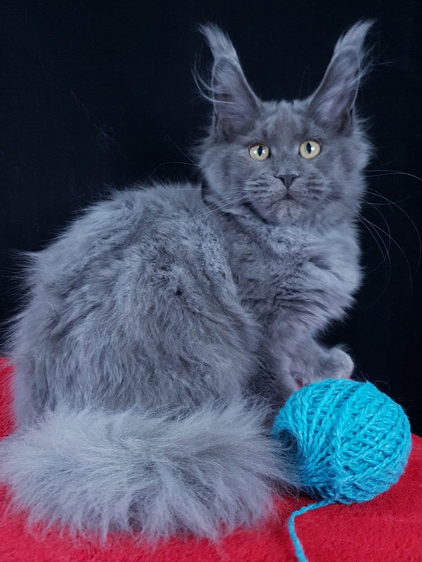 Wilda Akbars - Kitten maine-coon 4 months 1.5 week
