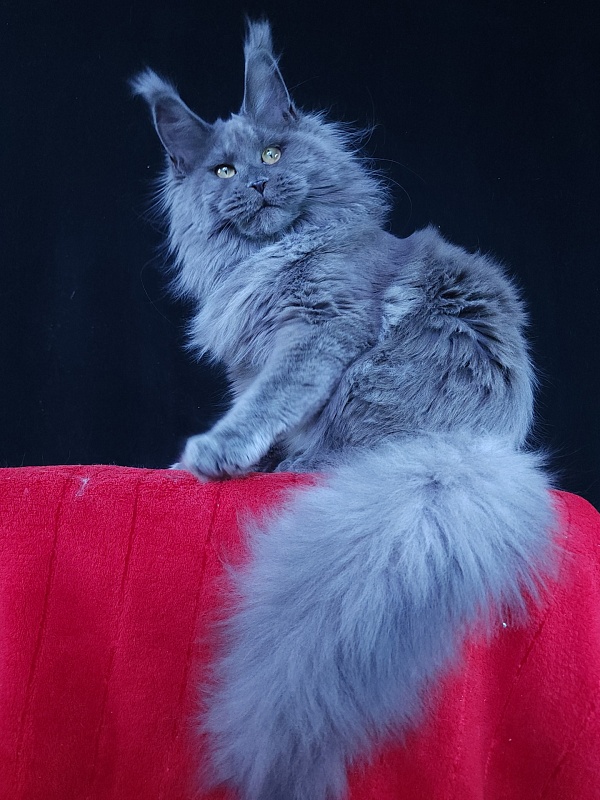 Wilda Akbars - Junior maine-coon 7 months 2.5 weeks