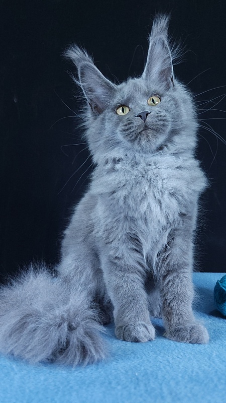 Wilda Akbars - Kitten maine-coon 4 months 3 weeks