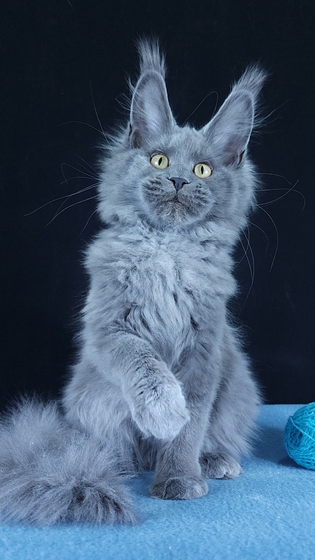 Wilda Akbars - Kitten maine-coon 4 months 3 weeks
