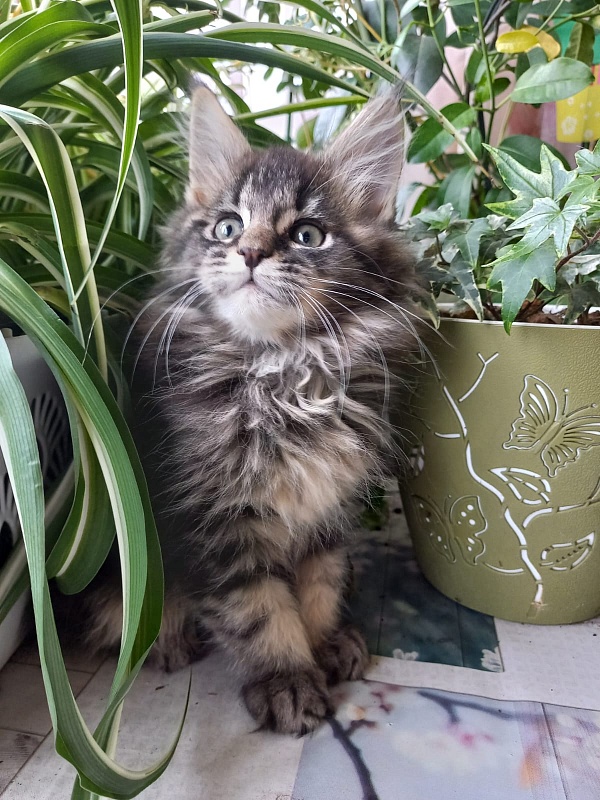 Baloo Akbars - Kitten maine-coon 2 months 1.5 week