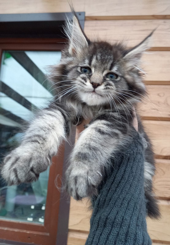 Baloo Akbars - Kitten maine-coon 2 months 1.5 week