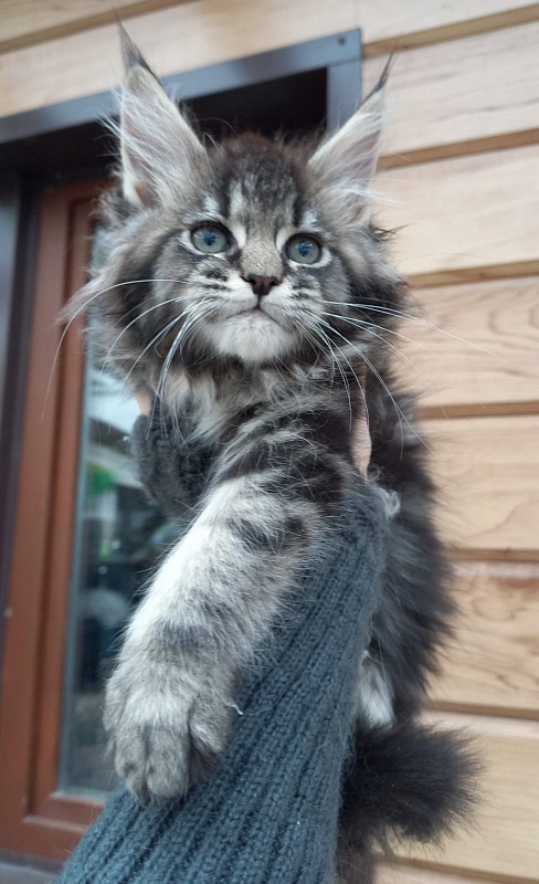 Baloo Akbars - Kitten maine-coon 2 months 1.5 week