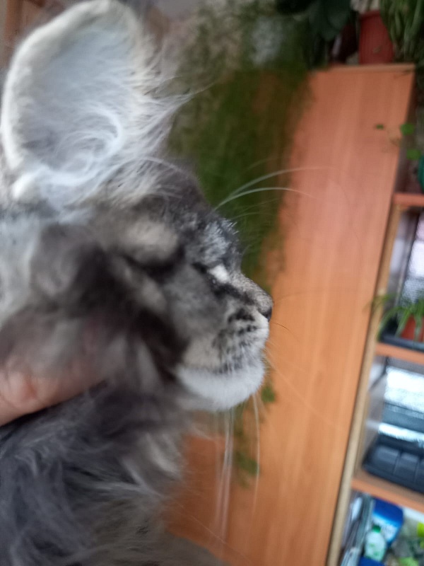 Baloo Akbars - Kitten maine-coon 2 months 1.5 week