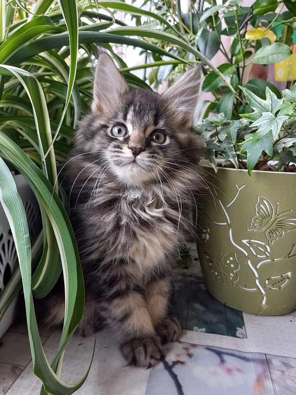 Baloo Akbars - Kitten maine-coon 2 months 1.5 week