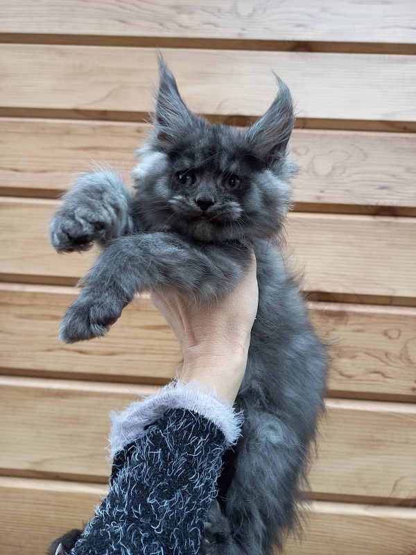 Bacardi Akbars - Kitten maine-coon 2 months 1.5 week