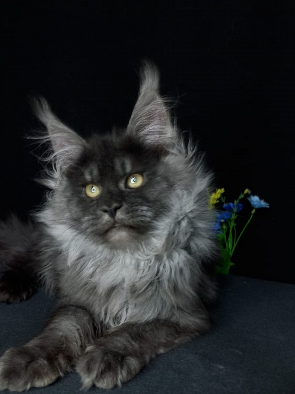 Bacardi Akbars - Kitten maine-coon 4 months 2.5 weeks