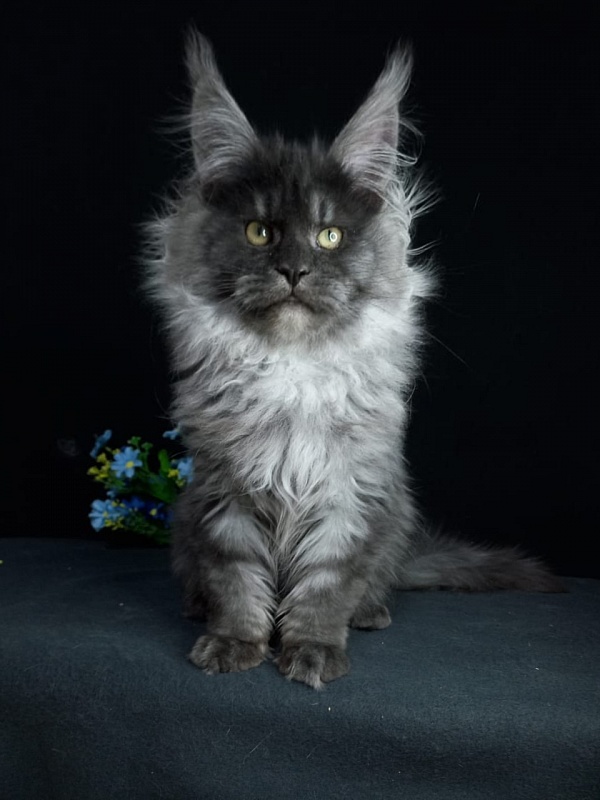 Bacardi Akbars - Kitten maine-coon 4 months 2.5 weeks