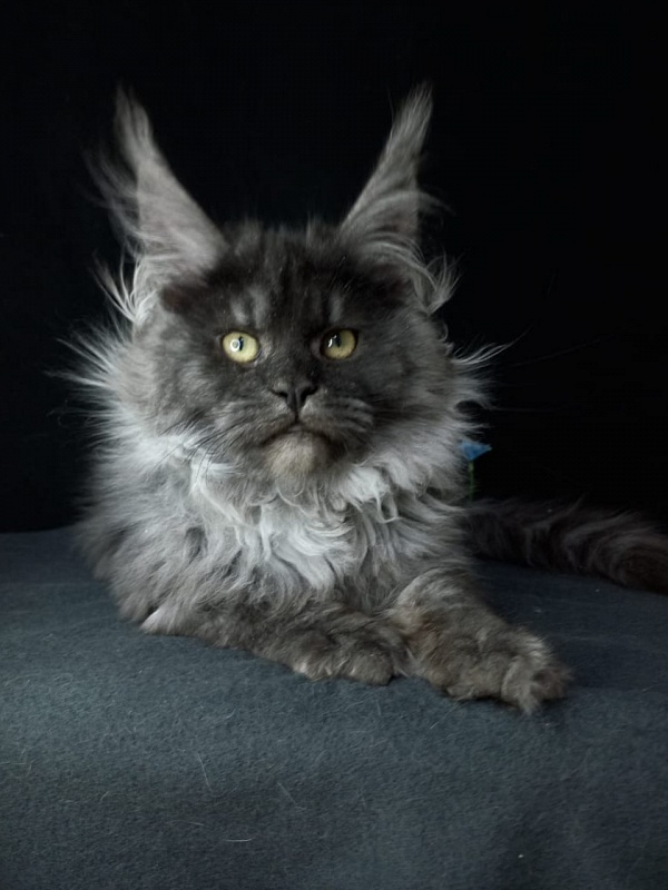 Bacardi Akbars - Kitten maine-coon 4 months 2.5 weeks