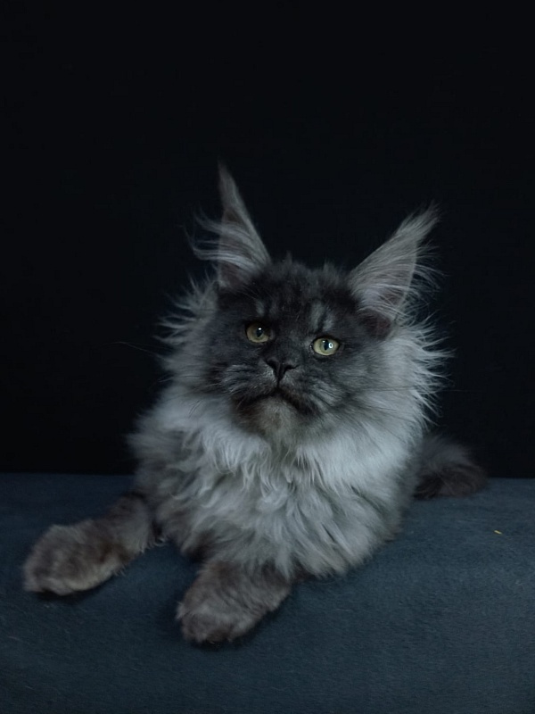 Bacardi Akbars - Kitten maine-coon 5 months 0.5 weeks