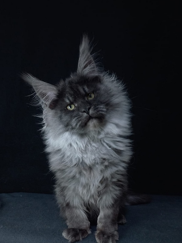 Bacardi Akbars - Kitten maine-coon 5 months 0.5 weeks