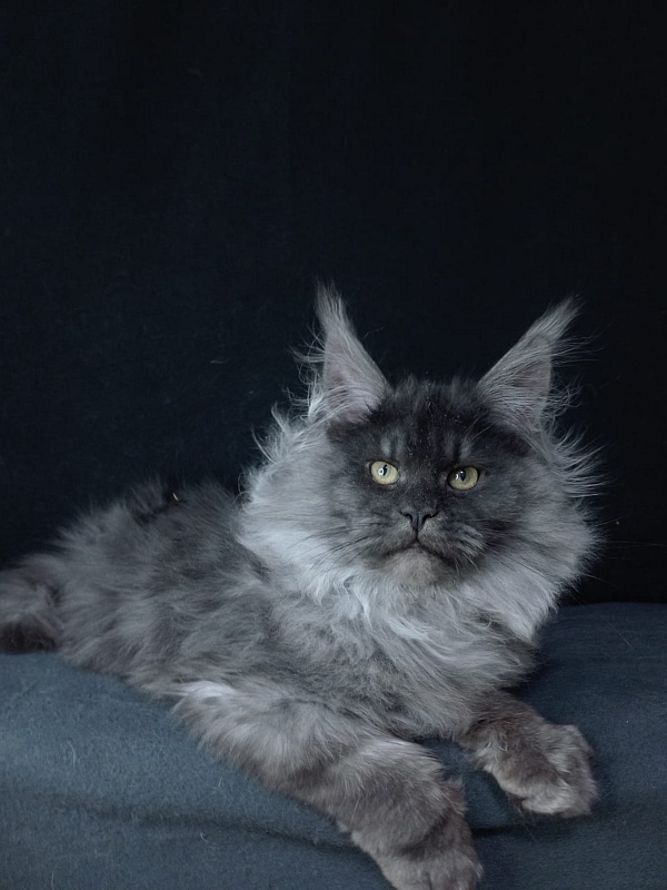 Bacardi Akbars - Kitten maine-coon 5 months 0.5 weeks